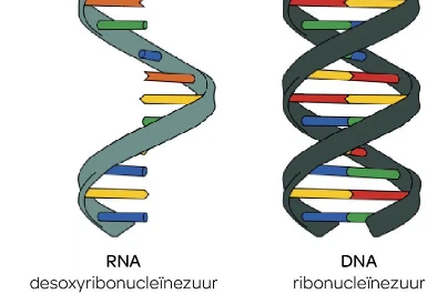 GS-441524 Cost | Shaanxi BLOOM Tech Co., Ltd GS-441524 Cost | Shaanxi BLOOM Tech Co., Ltd