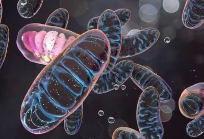 SLU-PP-332 Price | Shaanxi BLOOM Tech Co., Ltd SLU-PP-332 Price | Shaanxi BLOOM Tech Co., Ltd